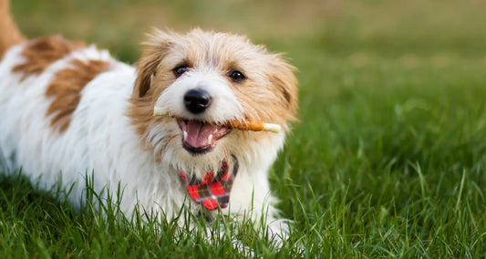 3 Crucial Reasons to Take Your Pet's Dental Well-being Seriously